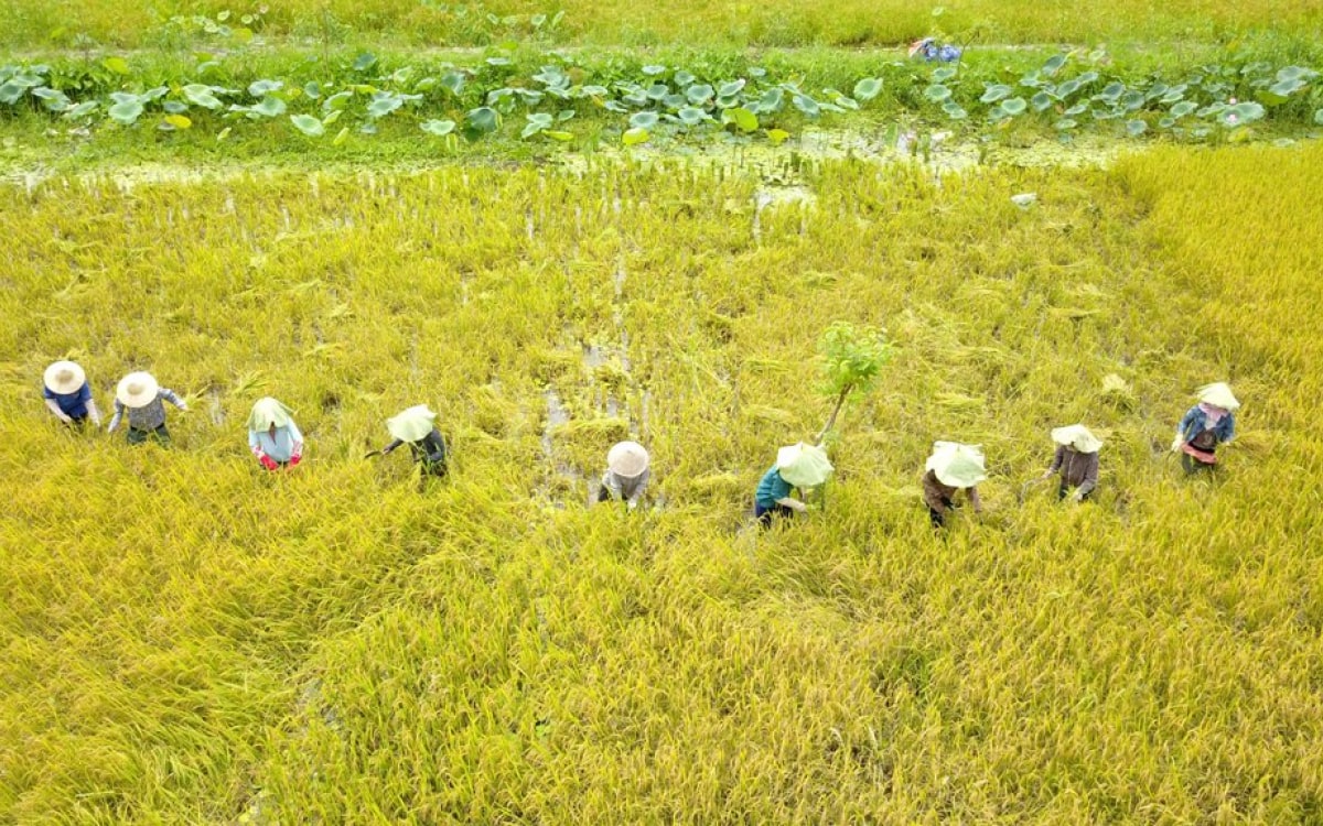 Giới thiệu Festival Lúa gạo Việt Nam lần IV tại Vĩnh Long