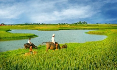 Hủ tiếu Sa Đéc được làm từ những hạt gạo thơm ngon đặc trưng