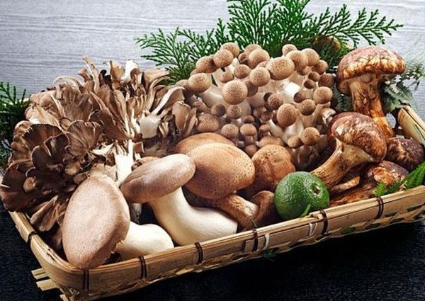 Nấm sạch các loại