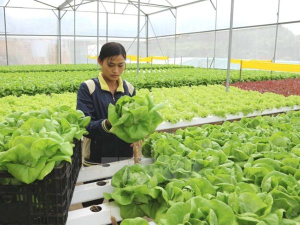 Nông nghiệp - Công nghệ nuôi trồng - Nông sản